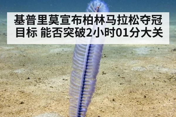 基普里莫宣布柏林马拉松夺冠目标 能否突破2小时01分大关